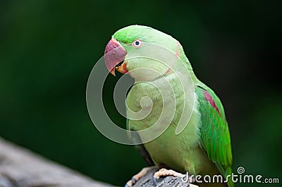 Alexandrine parakeet or Alexandrine parrot Stock Photo