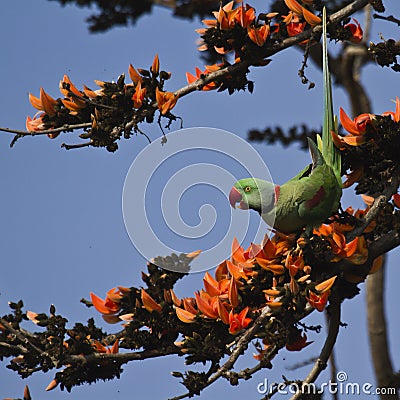 Alexandrine parakeet in Bardia, Nepal Stock Photo