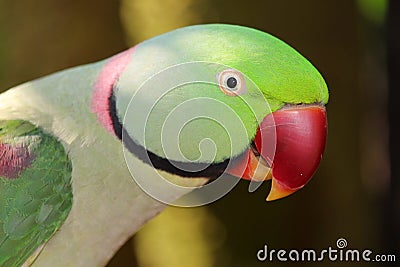 Alexandrine parrot head side view Stock Photo