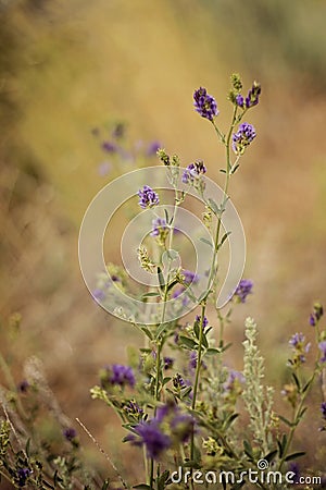 Alfalfa blossoms Stock Photo