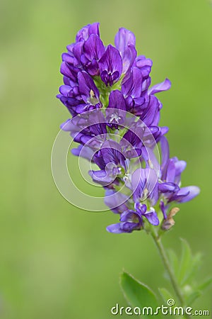 alfalfa blossoms Stock Photo