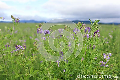 Alfalfa blossoms Stock Photo