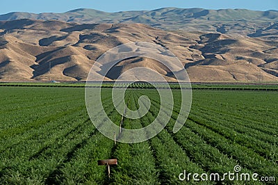 Lush green alfalfa farm field and mountains in Southern California Stock Photo