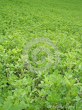 Alfalfa field Stock Photo