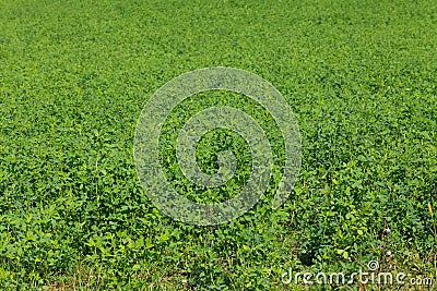 Alfalfa field Stock Photo