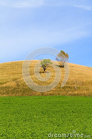 Alfalfa field Stock Photo