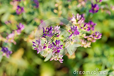 Alfalfa flowers on the field, top view at selective focus Stock Photo