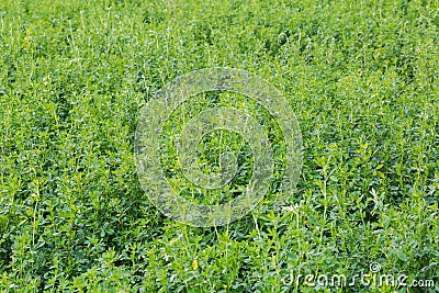 Alfalfa grown up after the previous mowing on the field Stock Photo