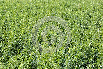 Alfalfa grown up after the previous mowing on the field Stock Photo