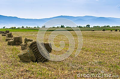 Alfalfa hay bale on fresh cutted agricultural field Stock Photo