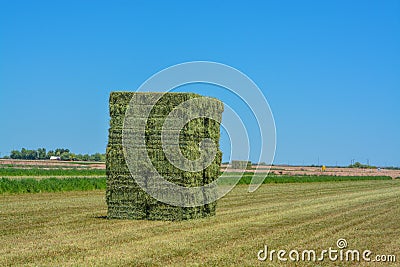 Alfalfa Hay, grown, Baled, ready to be shipped to feed stores. Goodyear, Maricopa County, Arizona USA Stock Photo