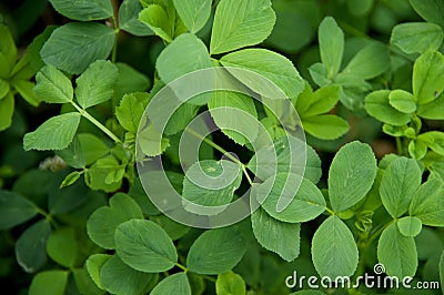 Alfalfa Leaves Stock Photo