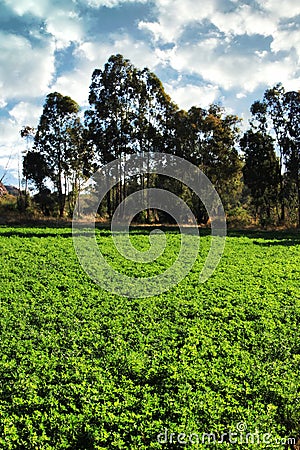 Alfalfa or Lucerne Field Under Irrigation Stock Photo