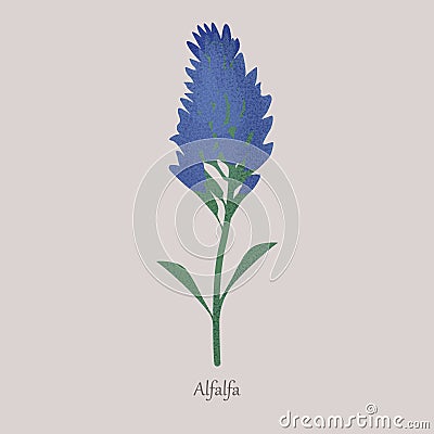 Alfalfa, medicago sativa herbaceous plant with blue flowering. Vector Illustration