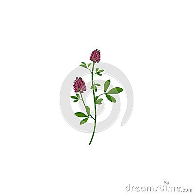 Alfalfa, Medicago sativa, lucerne healing flower vector medical illustration isolated on white background Vector Illustration