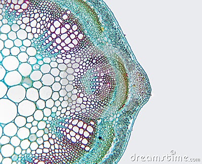 Alfalfa (Medicago) stem-partial cross section Stock Photo