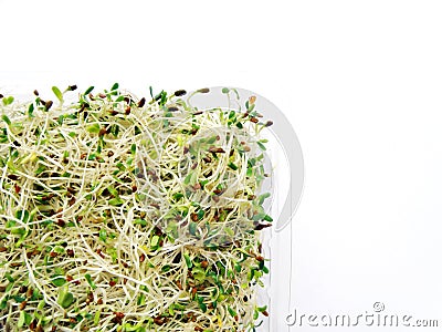 Alfalfa & radish sprouts Stock Photo