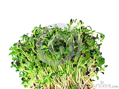 Alfalfa sprouts Stock Photo