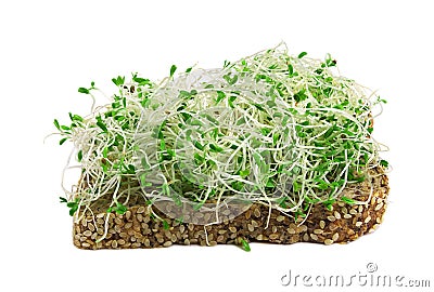 Alfalfa sprouts Stock Photo