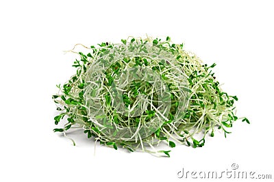 Alfalfa sprouts Stock Photo