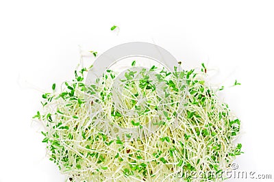 Alfalfa sprouts Stock Photo