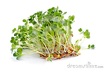 Alfalfa sprouts Stock Photo