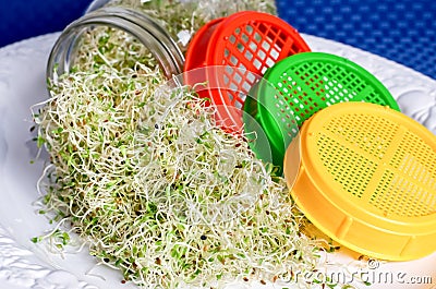 Alfalfa sprouts Stock Photo