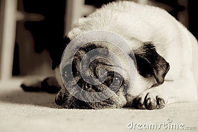 Pug Stock Photo