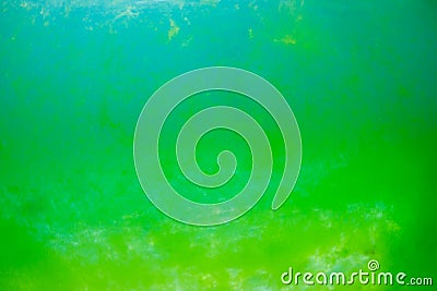 Algae bloom in the ocean Stock Photo