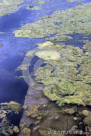 Algae bloom in water Stock Photo