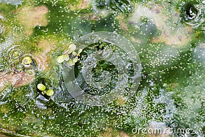 Algae blooms water green surface on the water pollution water nature and environmental with drift and flow at the edge of a lake Stock Photo