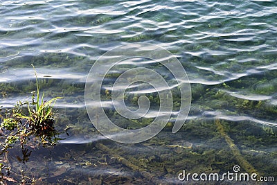 Algae On Clear Lakeshore Water Stock Photo