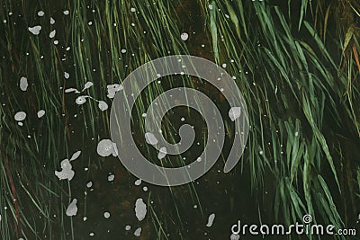 Algae in the clear water of the river. Natural background. Natural background Stock Photo