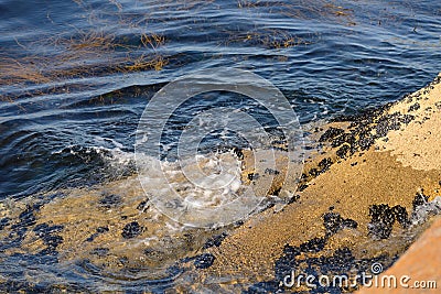 Algae in clear water in the rocky shore Stock Photo