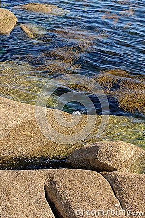 Algae in clear water in the rocky shore Stock Photo