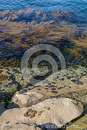 Algae in clear water in the rocky shore Stock Photo