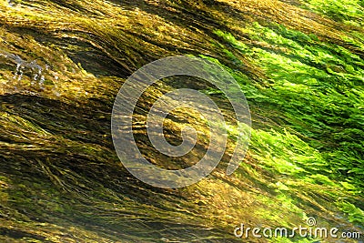 Algae Stock Photo