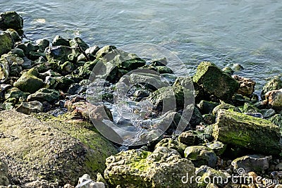 Algae covered rocks on the riverbank Stock Photo