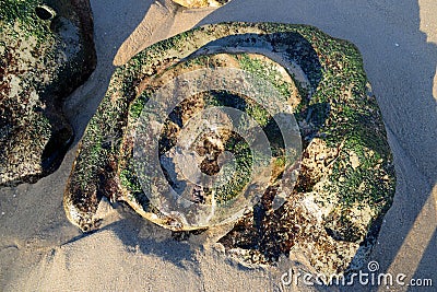 Algae encrusted rock on the beach at low tide in Laguna Beach, California. Stock Photo