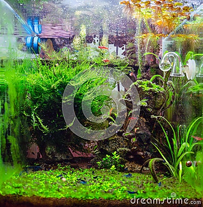 Algae in a freshwater aquascape with CO2, a home dirty aquarium with fish, shrimp and plants overgrown with different types of Stock Photo