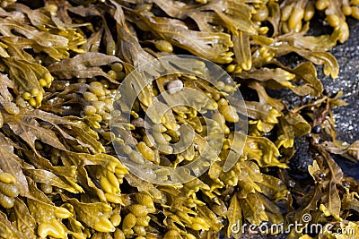 Algae Fucus vesiculosus close-up on the seashore in sunlight Stock Photo