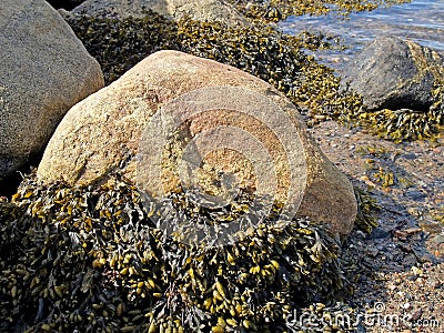 Algae Fucus vesiculosus Fucus vesiculosus on stones at low tide. The shore of the White Sea Stock Photo