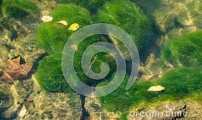 Algae Growing in Lake Stock Photo