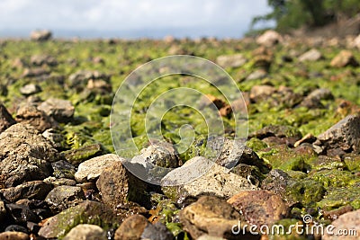 Algae growing on rocks at low tide in South Pacific ocean. Stock Photo