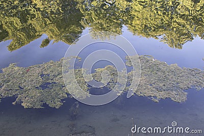 algae in a lake, reflection from trees Stock Photo