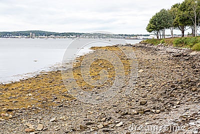 Algae at Low Tide Stock Photo