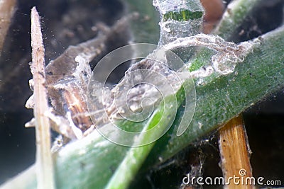 Algae polluted water Stock Photo