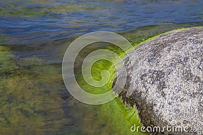 Algae polluted water Stock Photo
