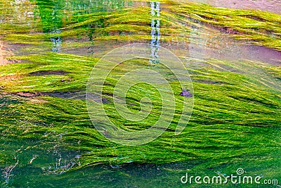 Algae in river Dyle in Leuven, Belgium Stock Photo