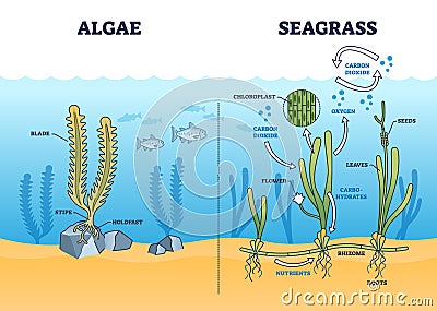 Algae and seagrass biological structure and carbon exchange outline diagram Vector Illustration